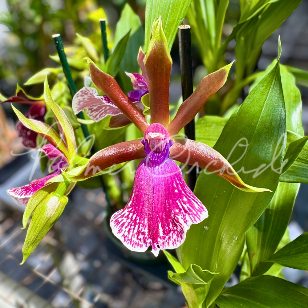 Zygolum Louisendorf — Palmer Orchids
